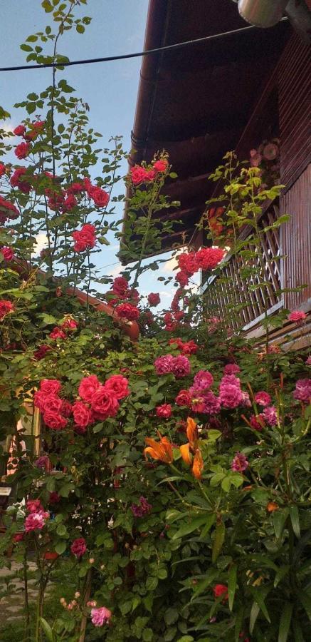 Casa Boierului Imbri Villa Cîrţişoara Bagian luar foto