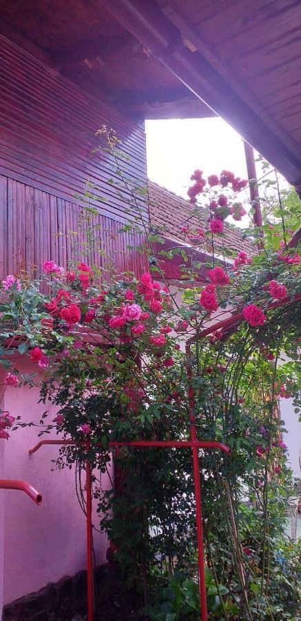 Casa Boierului Imbri Villa Cîrţişoara Bagian luar foto