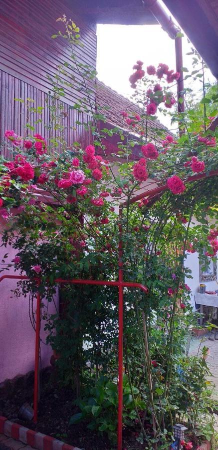 Casa Boierului Imbri Villa Cîrţişoara Bagian luar foto